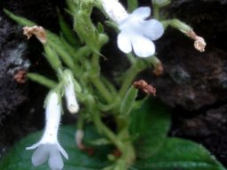 Streptocarpus pusillus flowers